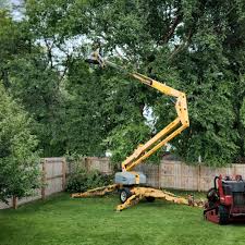 Best Tree Cabling and Bracing  in North Fork, CA