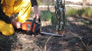 Best Lawn Grading and Leveling  in North Fork, CA
