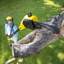 How Our Tree Care Process Works  in  North Fork, CA
