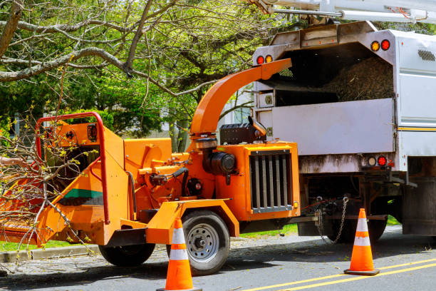 Trusted North Fork, CA Tree Services Experts