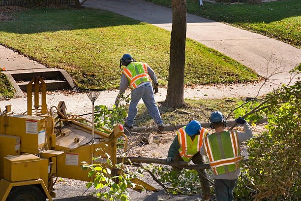 Best Lawn Renovation and Restoration  in North Fork, CA