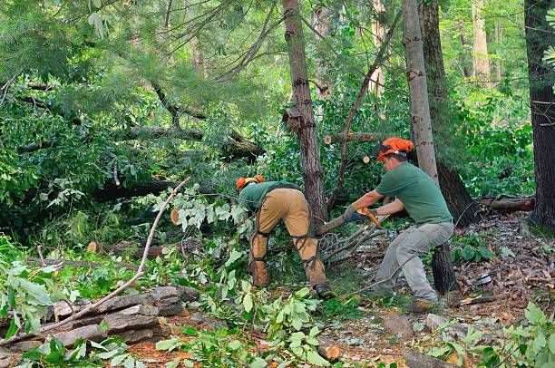 Best Stump Grinding and Removal  in North Fork, CA