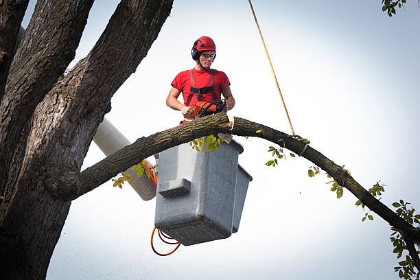 Best Root Management and Removal  in North Fork, CA