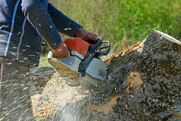 Best Firewood Processing and Delivery  in North Fork, CA